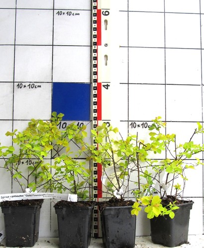 Spiraea vanhouttei gold - spiraea,
